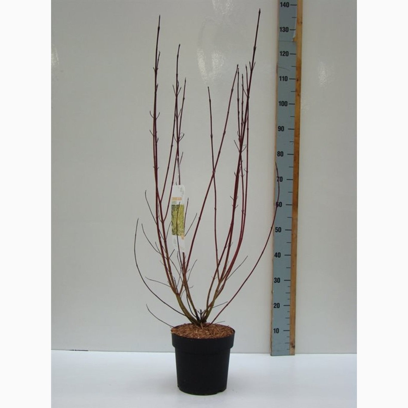 Kornell – Cornus alba 'Aurea' - C4,6 50-60 CM